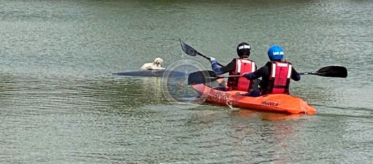 San José: un perro fue rescatado de una pileta de decantación – Arriba Noticias San José: un perro fue rescatado de una pileta de decantación – Arriba Noticias