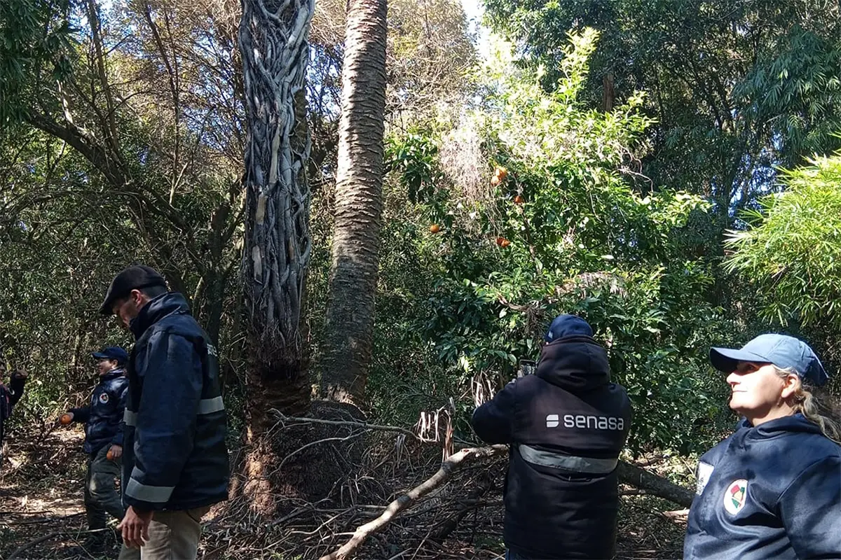 Avanzan las inspecciones en palmeras nativas para evitar la propagación del picudo rojo – Arriba Noticias